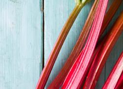 Maine Rhubarb Cocktails