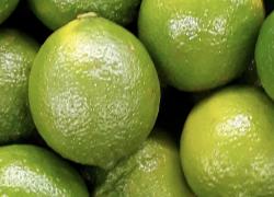 Alotta limes