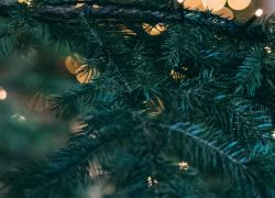 An xmas tree seen through pine boughs