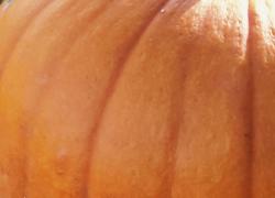 Pumpkin to talk about! Spice things up with these recipes. 
