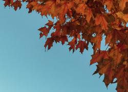 tree with autumn leaves