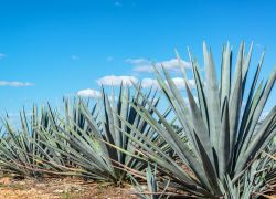 Agave plant