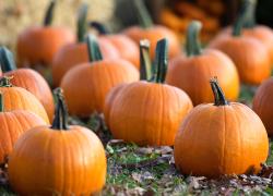 pumpkin cocktails