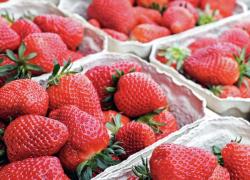 pints of fresh picked strawberries