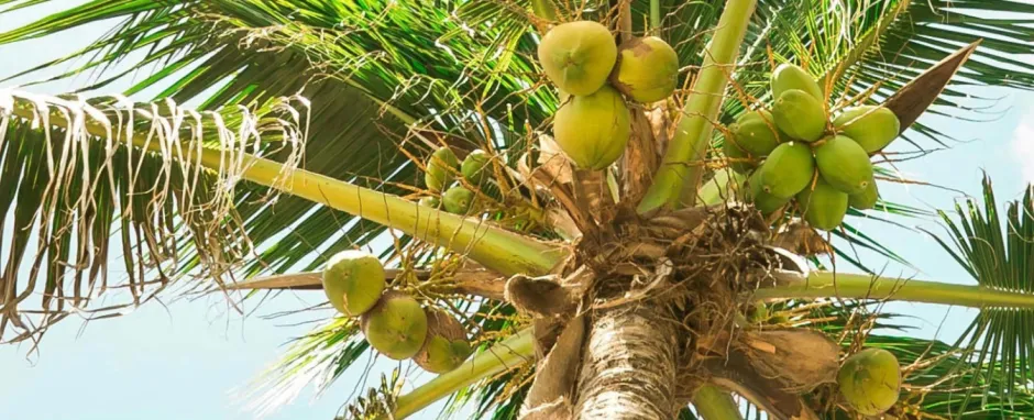 Let’s Get Tropical! Check out our Coconut creations