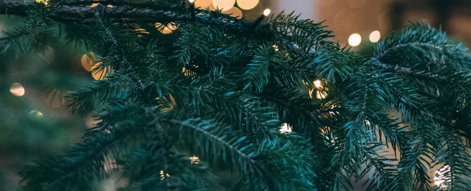 An xmas tree seen through pine boughs