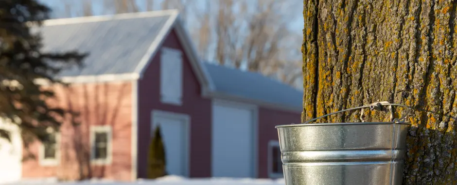 Maine Maple Sunday