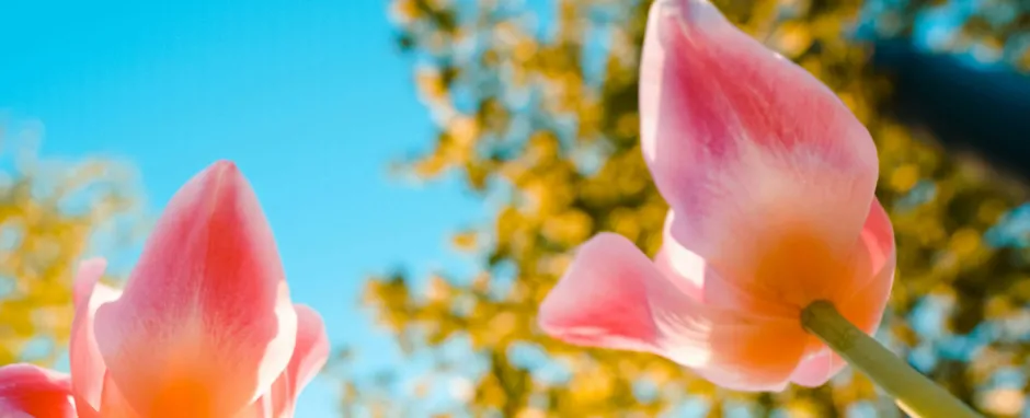 Shake up Spring vibes!