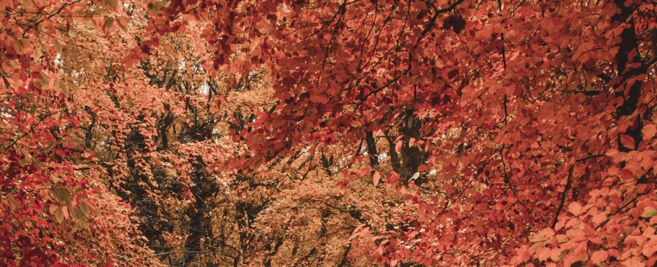 maple trees with foliage colors