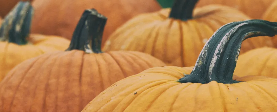 Everyone’s fall favorite, Pumpkin! 