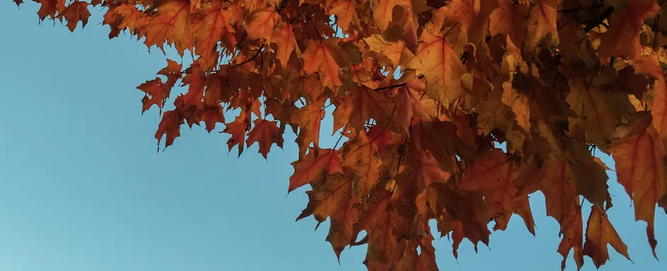 tree with autumn leaves