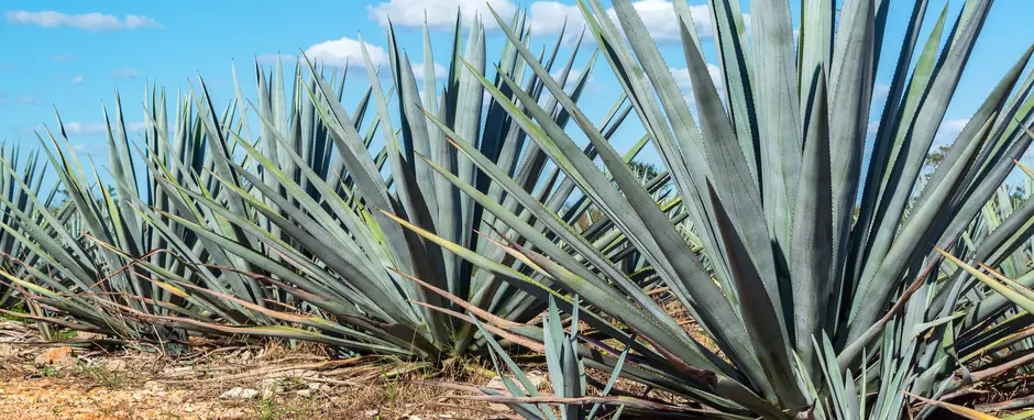 Agave plant