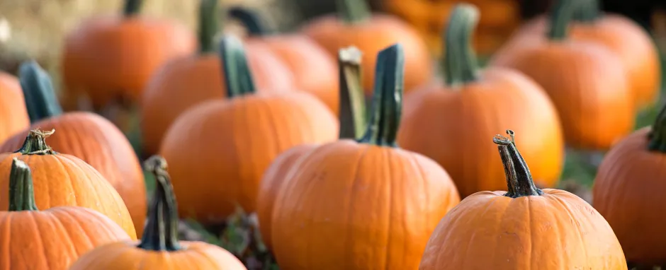 pumpkin cocktails