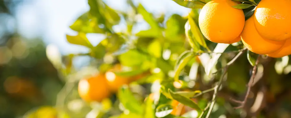 Orange trees