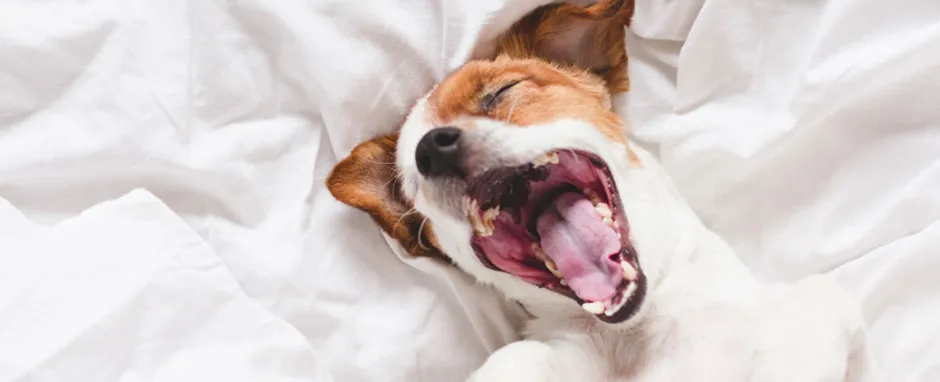 Avoid the Sunday Scaries - dog in bed