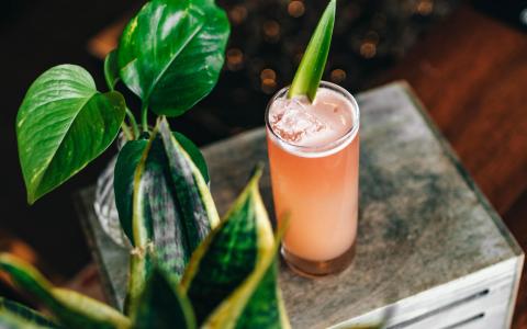 Grapefruit Sparkler Mocktail