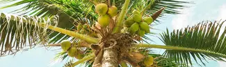 Let’s Get Tropical! Check out our Coconut creations