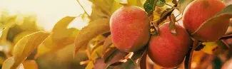 Take a bite out of fall, apple cocktails for autumn days!