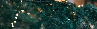 An xmas tree seen through pine boughs