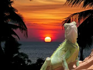 Escape to the Tropics 🌴