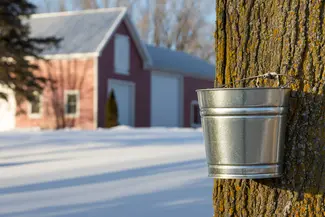 Maine Maple Sunday