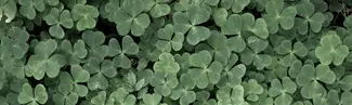 You’re in luck