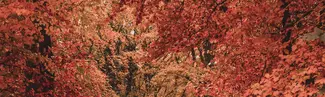 maple trees with foliage colors