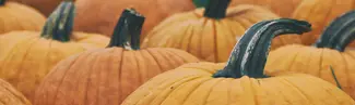 Everyone’s fall favorite, Pumpkin! 
