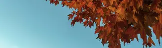 tree with autumn leaves