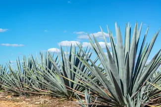 Agave plant
