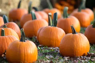 pumpkin cocktails