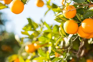 Orange trees