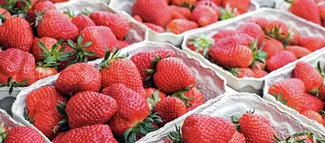 pints of fresh picked strawberries