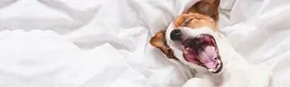Avoid the Sunday Scaries - dog in bed