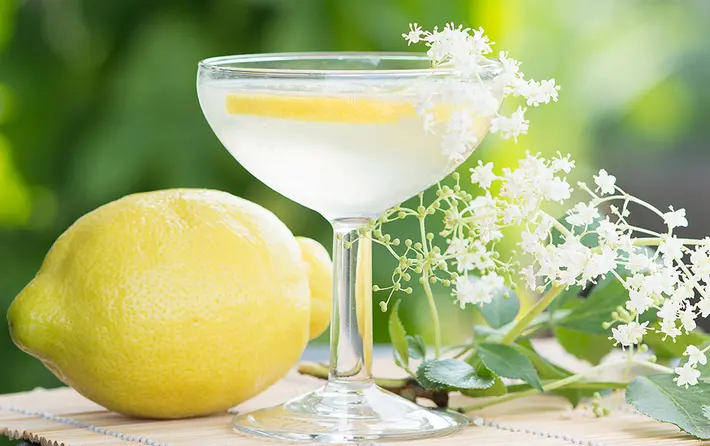 Elderflower "Estridentista"