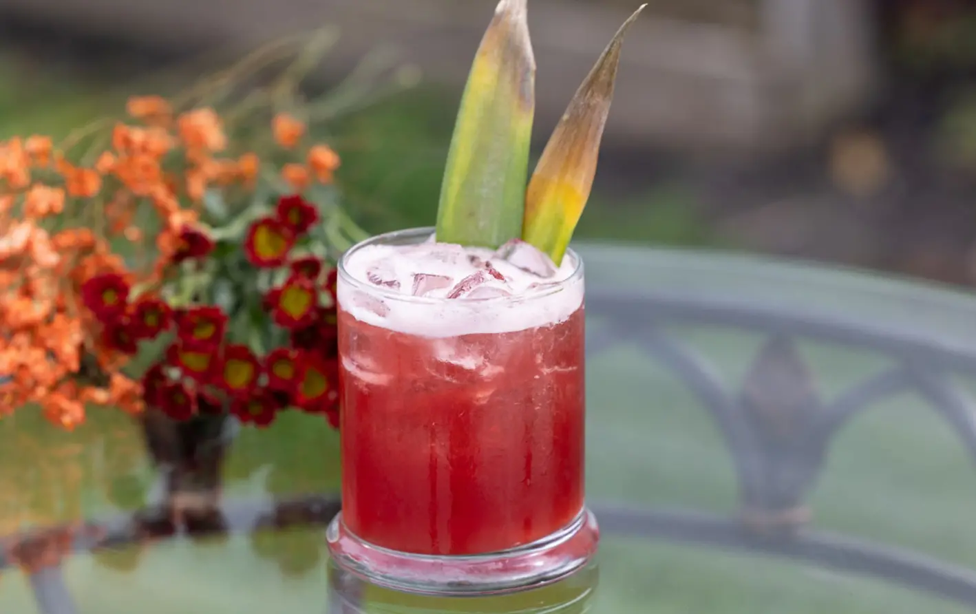 Bird of Paradise