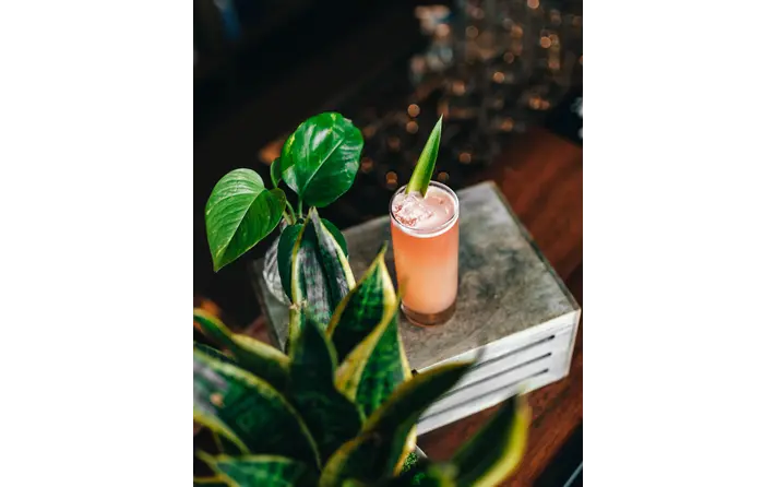 Grapefruit Sparkler Mocktail