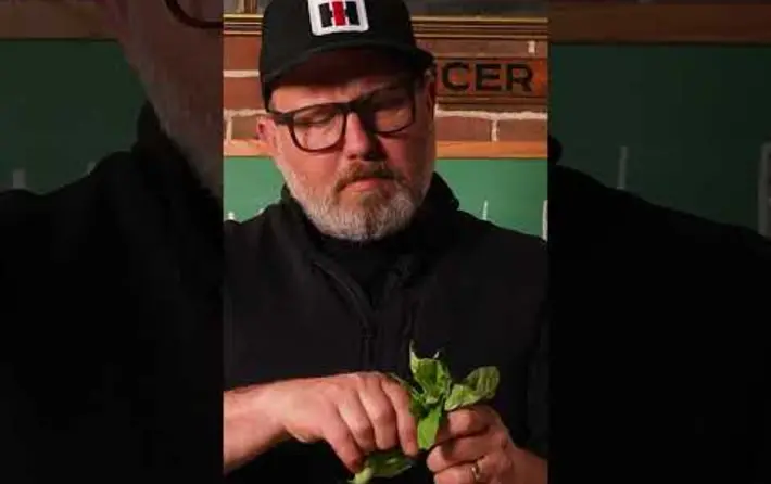Happy Hour with Spencer Albee - Basil Berry Boom Boom